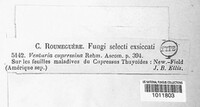 Asterinella cupressina image
